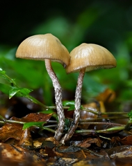 Psilocybe zapotecorum