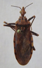 Panstrongylus geniculatus
