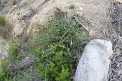 Aspalathus divaricata