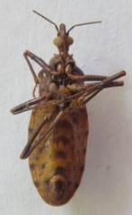 Panstrongylus geniculatus