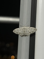 Idaea camparia