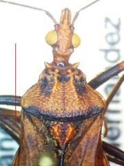 Panstrongylus geniculatus