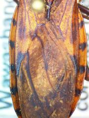 Panstrongylus geniculatus