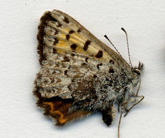 Tharsalea mariposa