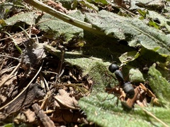 Camponotus modoc