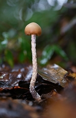 Psilocybe zapotecorum