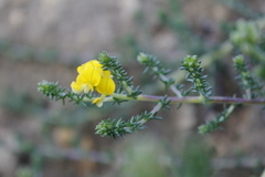 Aspalathus divaricata