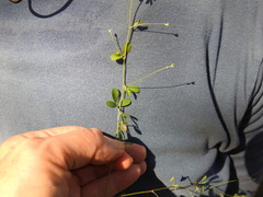 Lespedeza repens