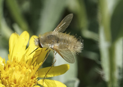Anastoechus barbatus