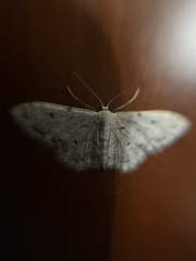 Idaea camparia