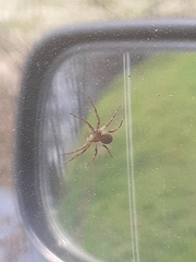 Philodromus aureolus