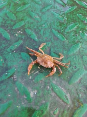 Liocarcinus
