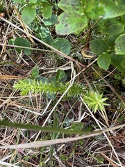 Lycopodiaceae