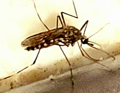 Aedes sierrensis