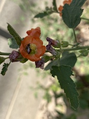 Macrotera