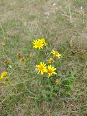 Jacobaea