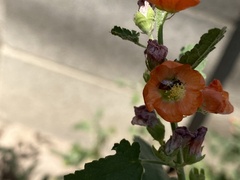 Macrotera