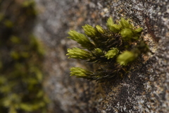 Racomitrium