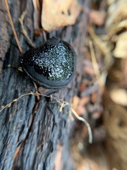 Camarops petersii