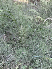 Equisetum telmateia