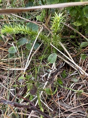 Lycopodiaceae