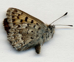 Tharsalea mariposa