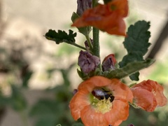 Macrotera