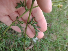 Jacobaea