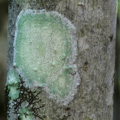 Lecanora thysanophora