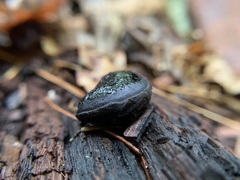 Camarops petersii