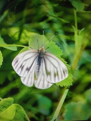 Pieris angelika