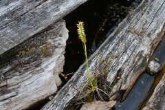Spiranthes romanzoffiana