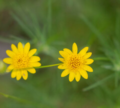 Thymophylla pentachaeta