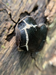Camarops petersii