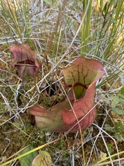 Sarracenia