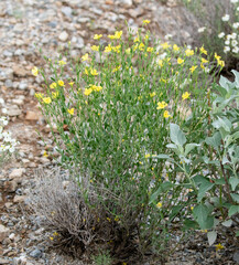 Menodora scabra