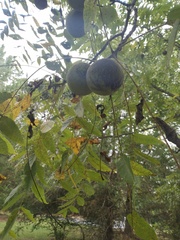 Juglans nigra