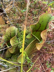 Sarracenia