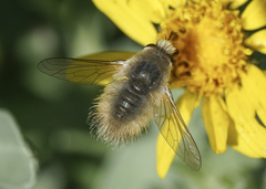 Anastoechus barbatus