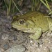 Sonoran Desert Toad - Photo (c) Bridget Spencer, some rights reserved (CC BY-NC), uploaded by Bridget Spencer