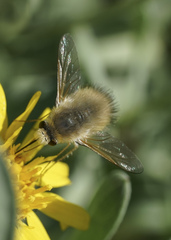 Anastoechus barbatus