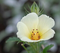 Hibiscus coulteri