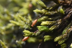 Racomitrium