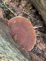 Fuscoporia gilva