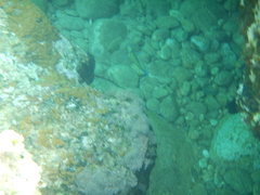 Thalassoma pavo