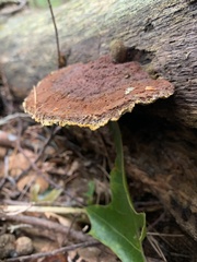 Fuscoporia gilva