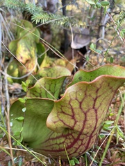 Sarracenia