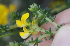 Aspalathus divaricata