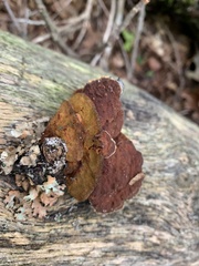 Fuscoporia gilva