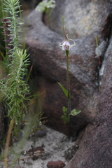 Disperis capensis capensis
